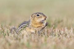 Thirteen- lined Ground Squirrel, Ictidomys tridecemlineatus