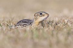 Thirteen- lined Ground Squirrel, Ictidomys tridecemlineatus