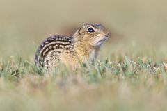 Thirteen- lined Ground Squirrel, Ictidomys tridecemlineatus