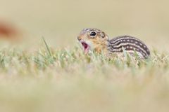 Thirteen- lined Ground Squirrel, Ictidomys tridecemlineatus