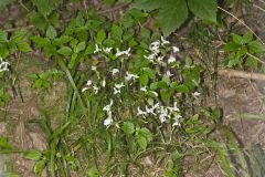 Three Bird Orchid, Triphora trianthophora