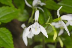 Three Bird Orchid, Triphora trianthophora