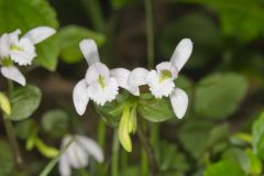 Three Bird Orchid, Triphora trianthophora