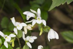 Three Bird Orchid, Triphora trianthophora