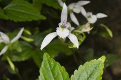 Three Bird Orchid, Triphora trianthophora