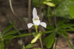 Three Bird Orchid, Triphora trianthophora