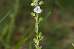 Thyme-leaved Speedwell, Veronica serpyllifolia