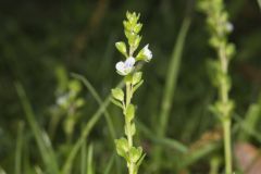 Thyme-leaved Speedwell, Veronica serpyllifolia