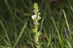 Thyme-leaved Speedwell, Veronica serpyllifolia