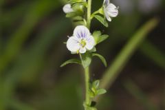 Thyme-leaved Speedwell, Veronica serpyllifolia