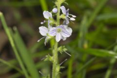 Thyme-leaved Speedwell, Veronica serpyllifolia