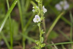 Thyme-leaved Speedwell, Veronica serpyllifolia