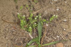 Thymeleaf sandwort, Arenaria serpyllifolia