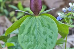 Toadshade Trillium, Trillium Sessile