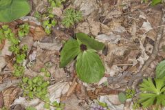 Toadshade Trillium, Trillium Sessile