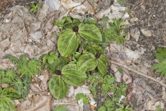 Toadshade Trillium, Trillium Sessile