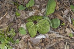 Toadshade Trillium, Trillium Sessile