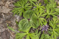 Toadshade Trillium, Trillium Sessile