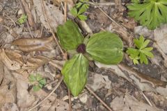 Toadshade Trillium, Trillium Sessile