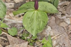 Toadshade Trillium, Trillium Sessile