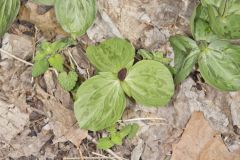 Toadshade Trillium, Trillium Sessile