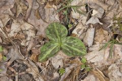 Toadshade Trillium, Trillium Sessile