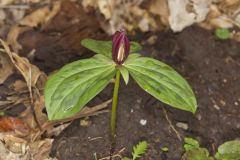 Toadshade Trillium, Trillium Sessile