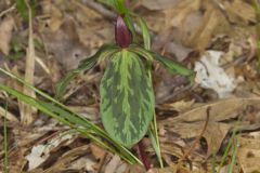 Toadshade Trillium, Trillium Sessile