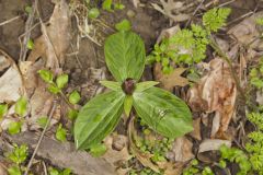 Toadshade Trillium, Trillium Sessile