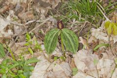 Toadshade Trillium, Trillium Sessile