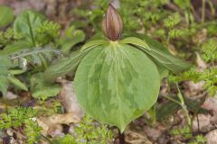 Toadshade Trillium, Trillium Sessile