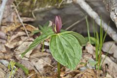 Toadshade Trillium, Trillium Sessile