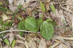 Toadshade Trillium, Trillium Sessile