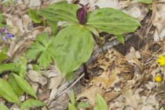 Toadshade Trillium, Trillium Sessile