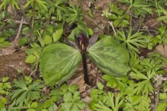 Toadshade Trillium, Trillium Sessile