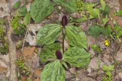 Toadshade Trillium, Trillium Sessile