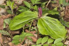 Toadshade Trillium, Trillium Sessile