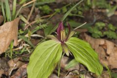 Toadshade Trillium, Trillium Sessile