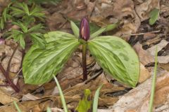 Toadshade Trillium, Trillium Sessile