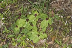 Toadshade Trillium, Trillium Sessile