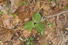 Toadshade Trillium, Trillium Sessile