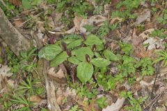 Toadshade Trillium, Trillium Sessile