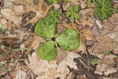 Toadshade Trillium, Trillium Sessile