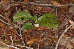 Trailing Arbutus, Epigaea repens