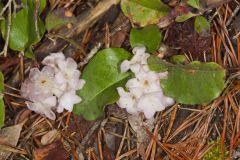 Trailing Arbutus, Epigaea repens