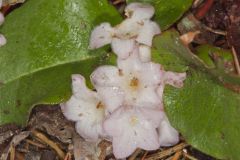 Trailing Arbutus, Epigaea repens