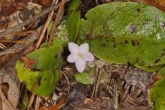 Trailing Arbutus, Epigaea repens