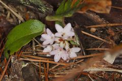 Trailing Arbutus, Epigaea repens