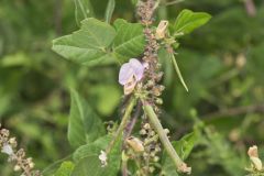 Trailing Wild Bean, Strophostyles helvola