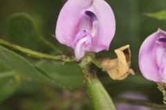 Trailing Wild Bean, Strophostyles helvola